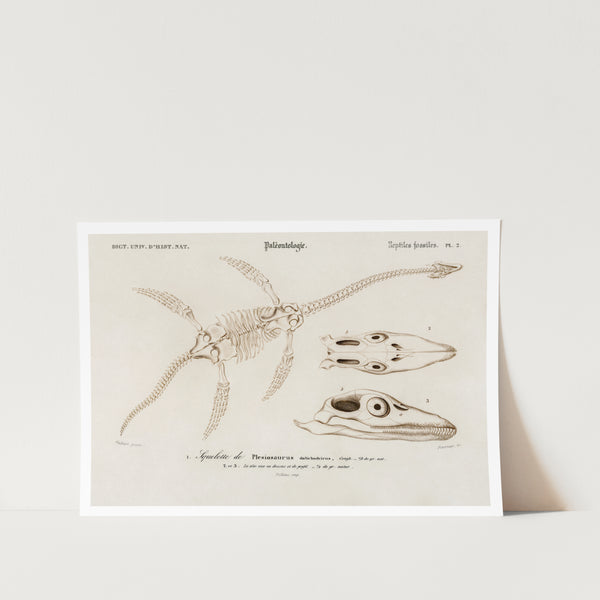 Plesiosaurus Art Print