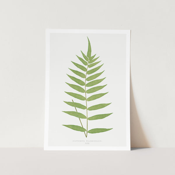 Polypodium Fraxinifolium Art Print