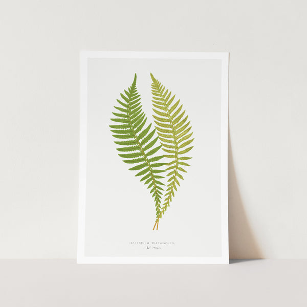 Polypodium Hastaefolium Art Print