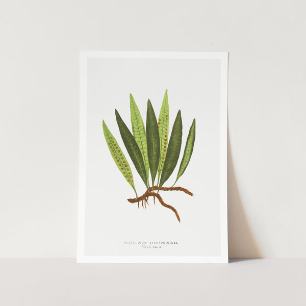 Polypodium Lycopodioides Art Print