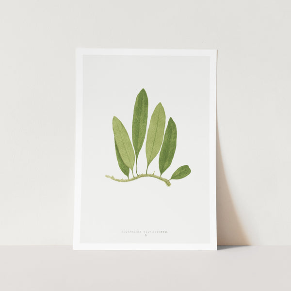 Polypodium Squamulosum Art Print