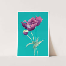 Load image into Gallery viewer, Poppy on Turquoise Art Print
