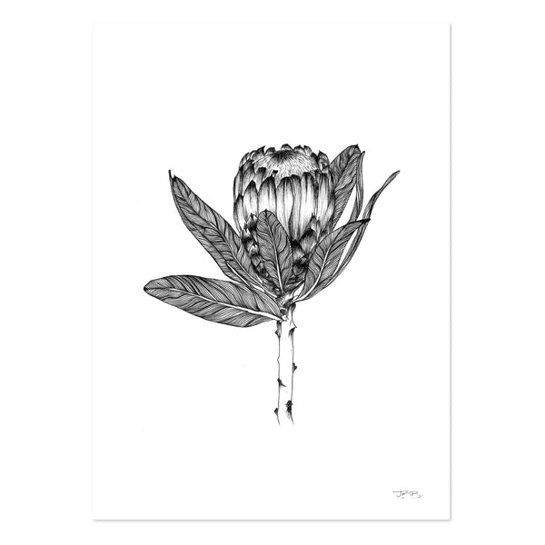 Protea by JMB Art Print