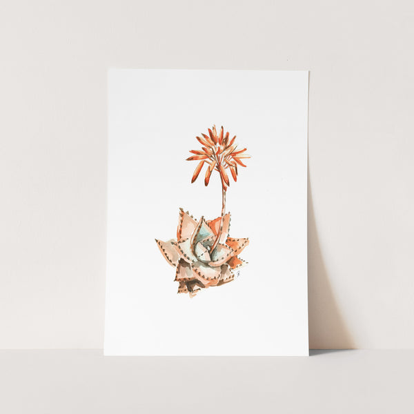 Red Aloe Art Print