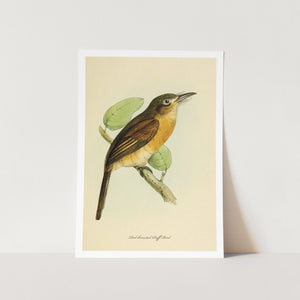 Red-breasted Puff Bird Art Print