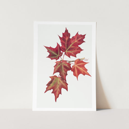 Red Autumn Leaves Art Print