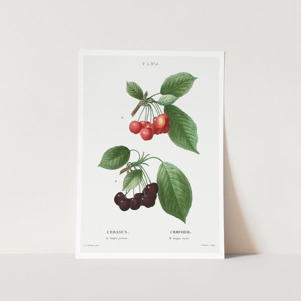 Red and Black Cherries Art Print