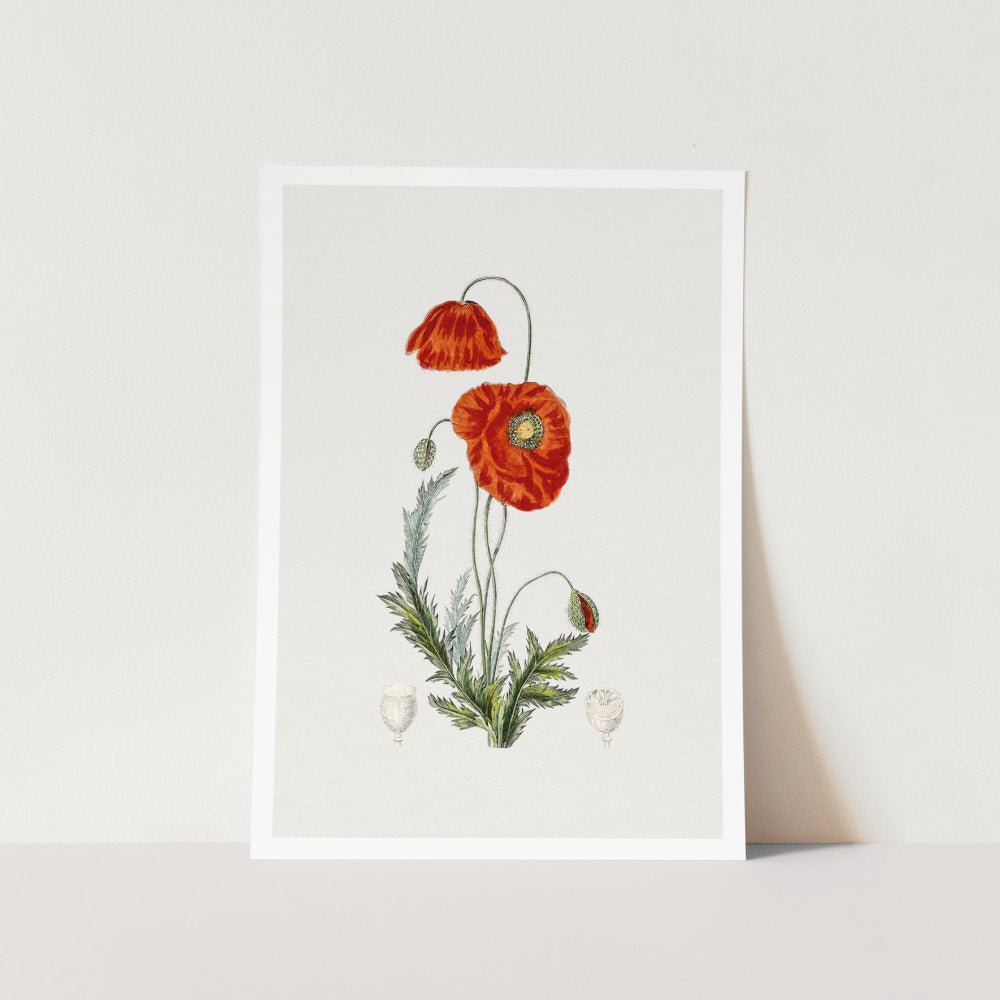 Red Poppy Art Print