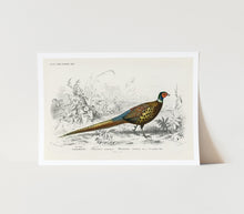Load image into Gallery viewer, Ring-Necked Pheasant Art Print