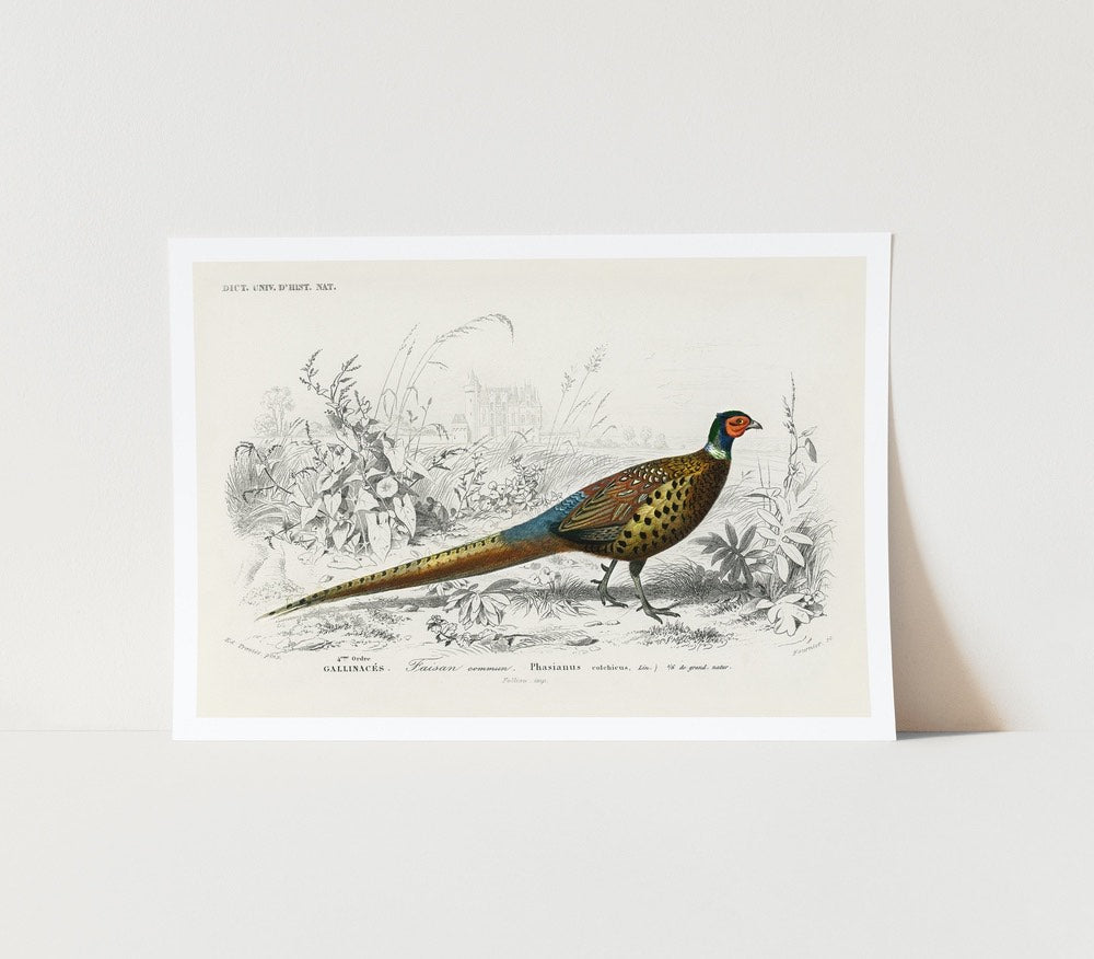 Ring-Necked Pheasant Art Print