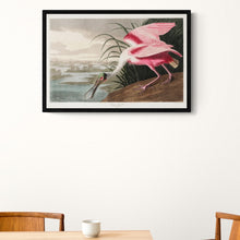 Load image into Gallery viewer, Roseate Spoonbill Art Print