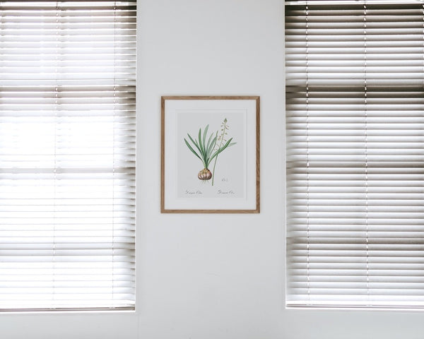 Satin Squill Plant Art Print framed
