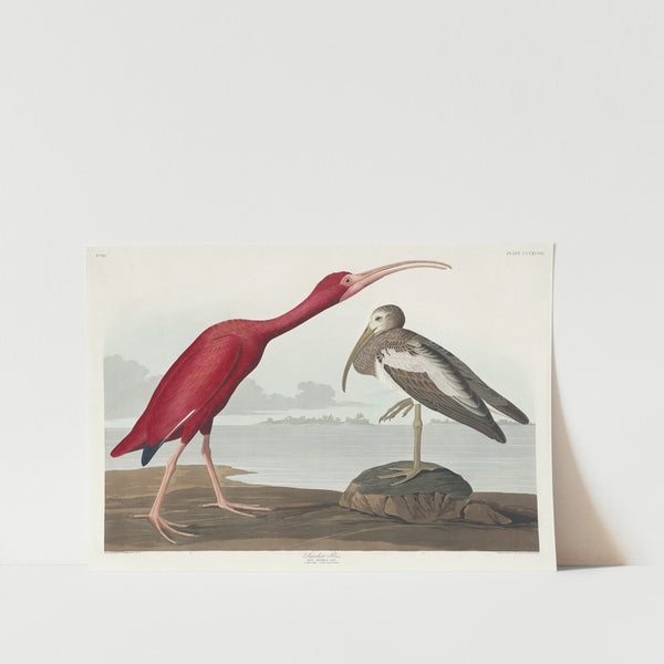 Scarlet Ibis Art Print