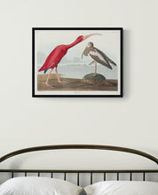 Load image into Gallery viewer, Scarlet Ibis Art Print