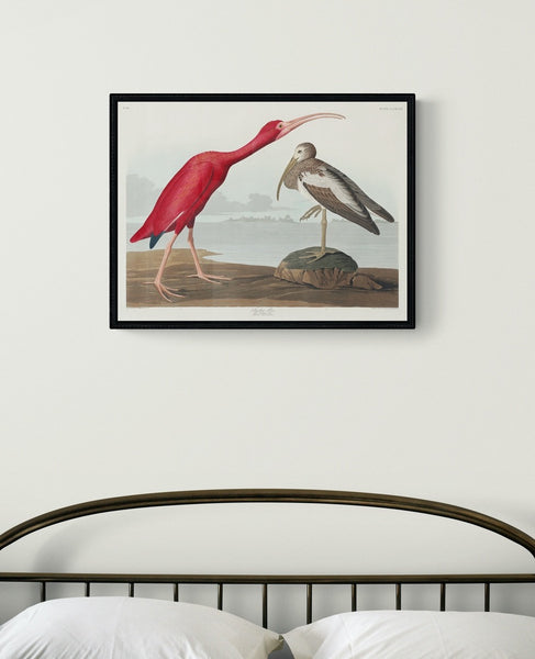 Scarlet Ibis Art Print