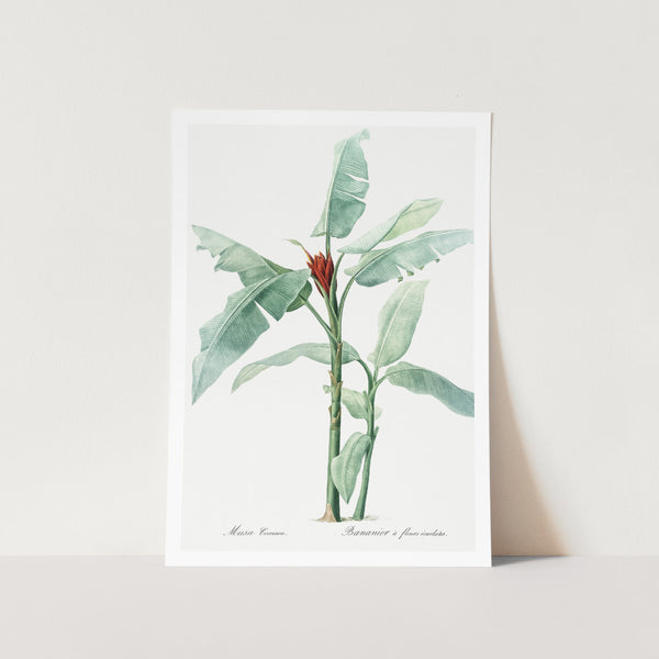 Scarlet Banana Plant Art Print