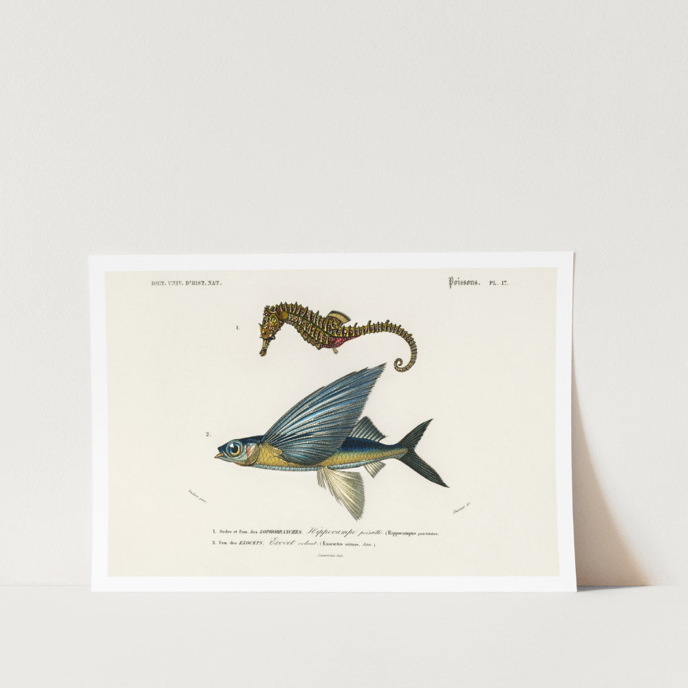 Seahorse and Flying Fish Art Print