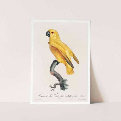 Senegal Parrot Art Print