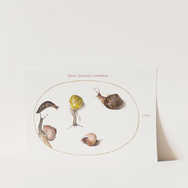 art_print_vintage_snail