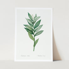 Load image into Gallery viewer, Smilacina Plant Art Print Large