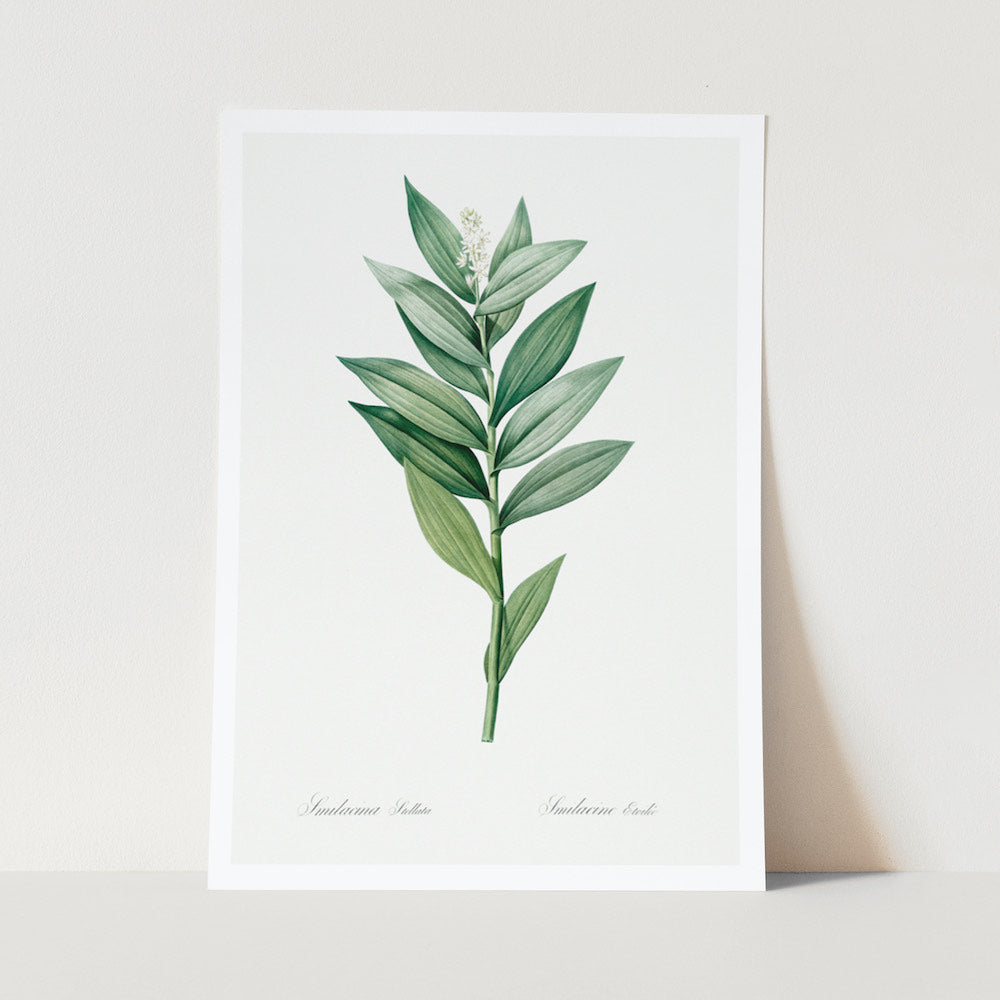 Smilacina Plant Art Print Large