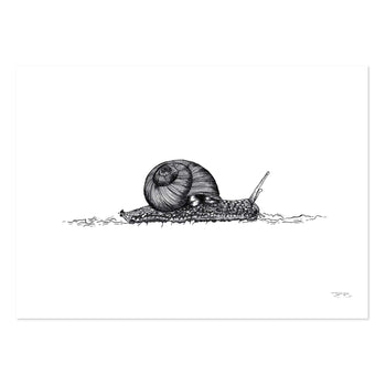 Snail by JMB Art Print