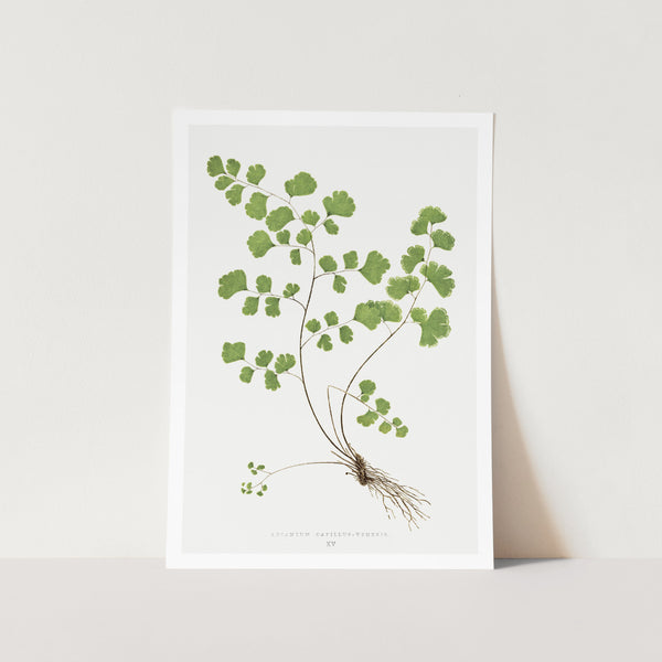Southern Maidenhair Fern Art Print