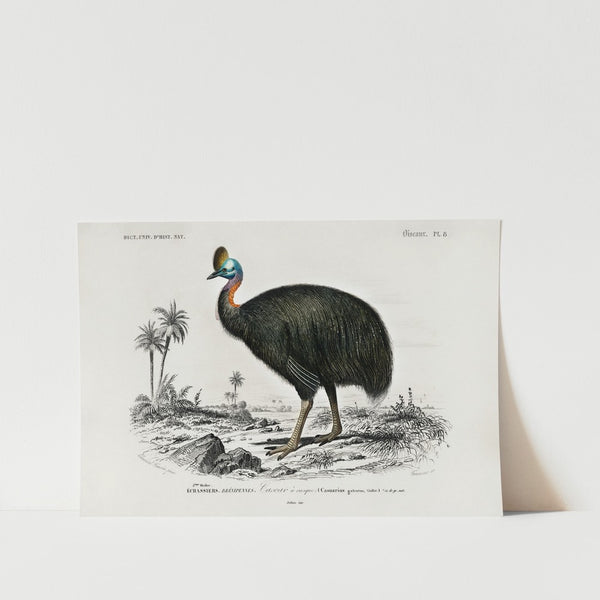 Southern Cassowary Art Print