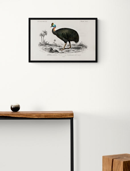 Southern Cassowary Art Print