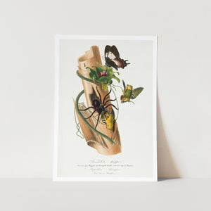 Spotted Pardalote Bird Painting Art Print