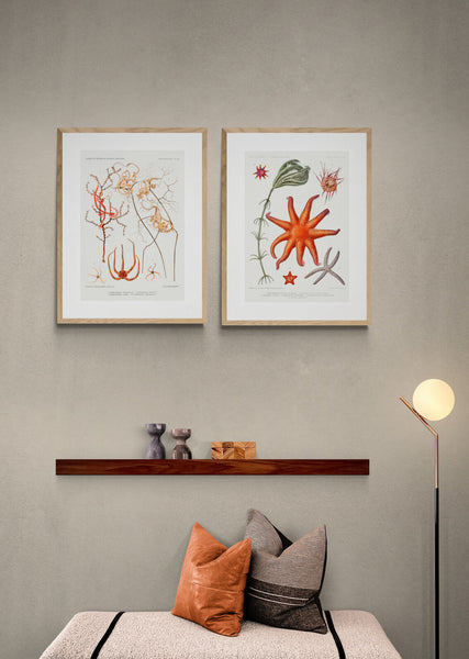 Starfish Varieties Set 1 Art Print