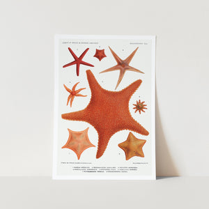 Starfish Varieties Set 2 Art Print