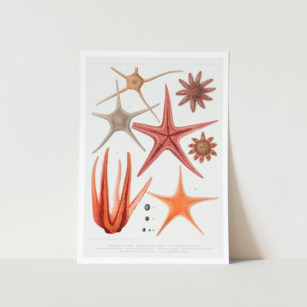 Starfish Varieties Set 3 Art Print
