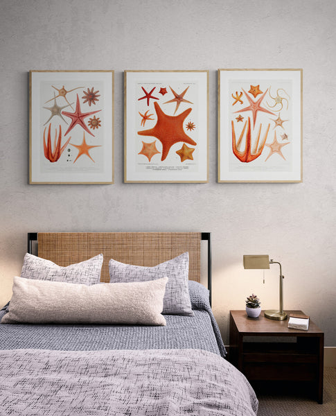 Starfish Varieties Set 4 Art Print