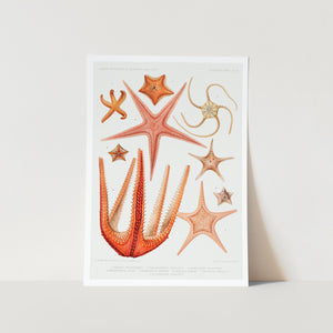 Starfish Varieties Set 4 Art Print