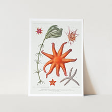 Load image into Gallery viewer, Starfish Varieties Set 5 Art Print