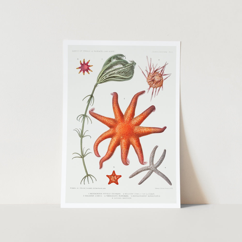 Starfish Varieties Set 5 Art Print