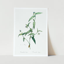 Load image into Gallery viewer, Tagblume Plant Art Print