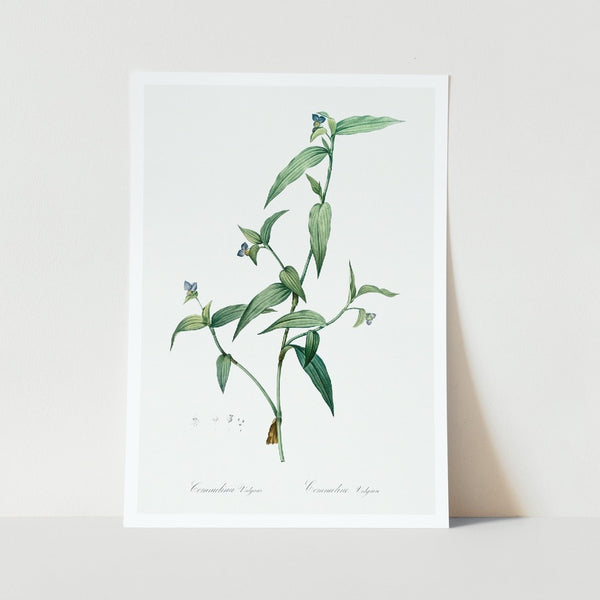 Tagblume Plant Art Print