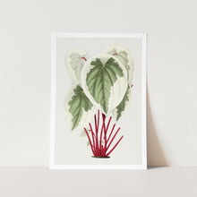 Load image into Gallery viewer, Tatarian Dogwood Plant Art Print