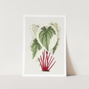 Tatarian Dogwood Plant Art Print