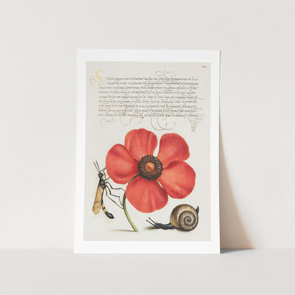 wal_ art_vintage_flower snail