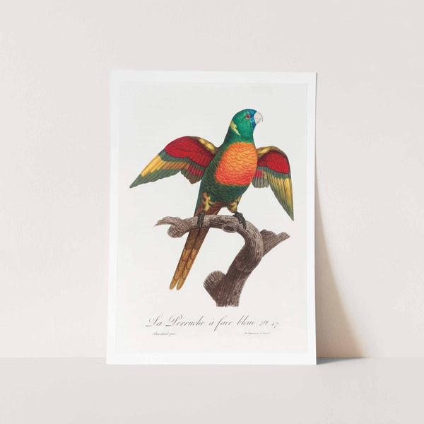 The Blue Headed Parrot Art Print