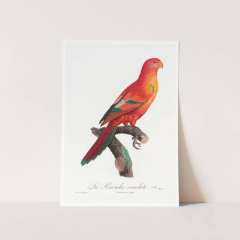 The Crimson Shining Parrot Art Print