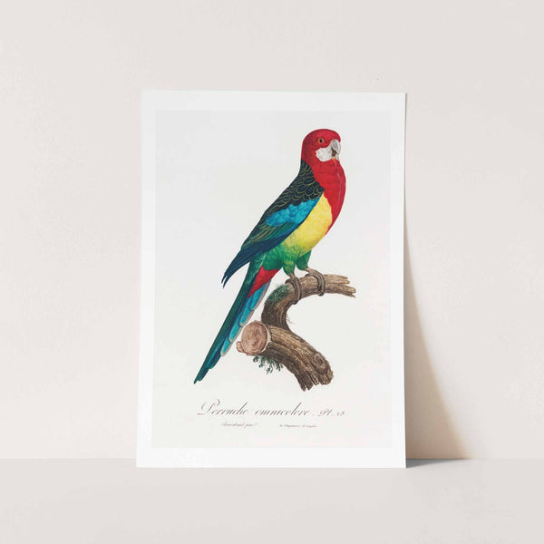 The Eastern Rosella Art Print