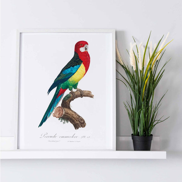 The Eastern Rosella Art Print