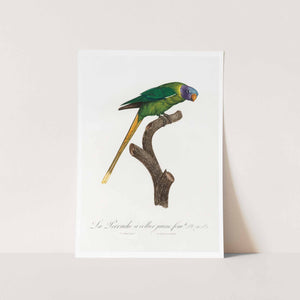 The Plum Headed Parakeet Art Print