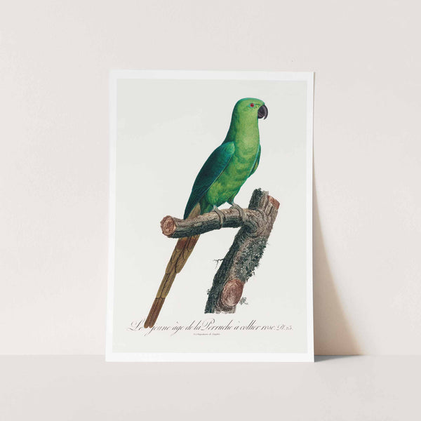 The Rose Ringed Parakeet Art Print