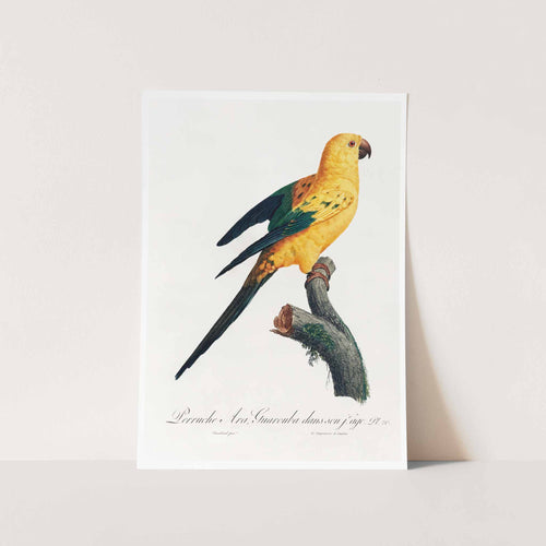 The Sun Parakeet Art Print