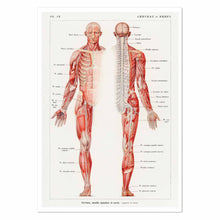 Load image into Gallery viewer, The human nervous system Art Print